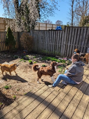 Pet sitter playing ball with two dogs