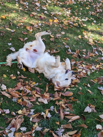 a dog rolling around in the leaves on the ground