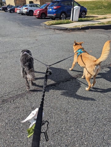 two dogs on a leash being walked by dog walker