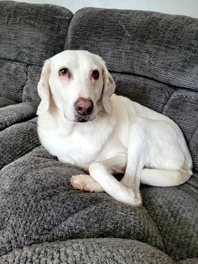 a dog sitting on top of a grey couch