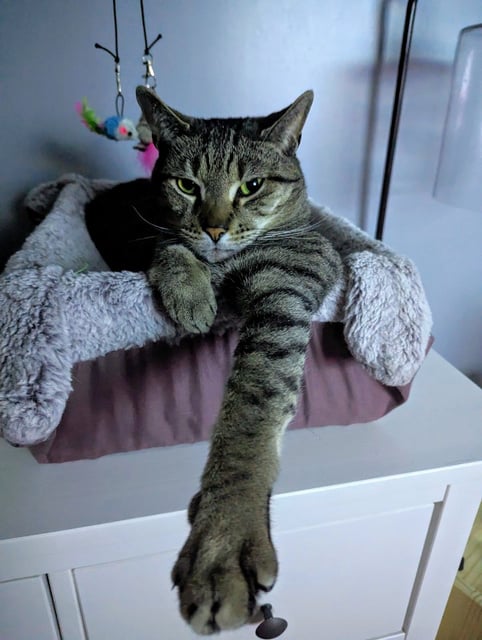 a cat laying in a cat bed reaching his paw out