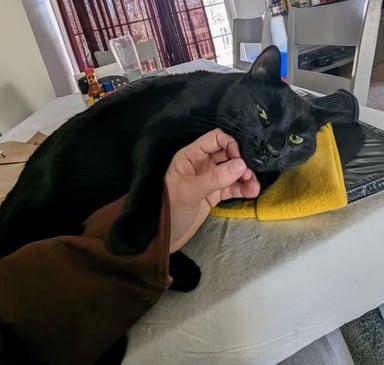 a black cat laying on top of a person's hand.