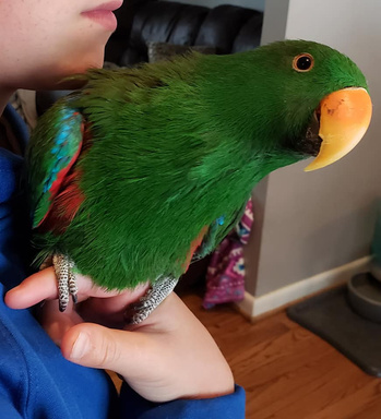 a person holding a green parrot in their hands