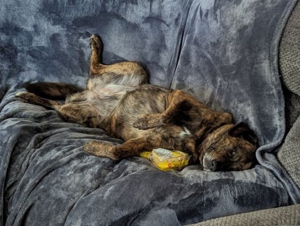 a dog laying on its back on a couch