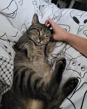 a person petting a cat laying on a bed