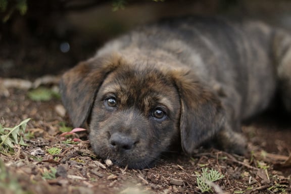 a brown puppy laying on the ground