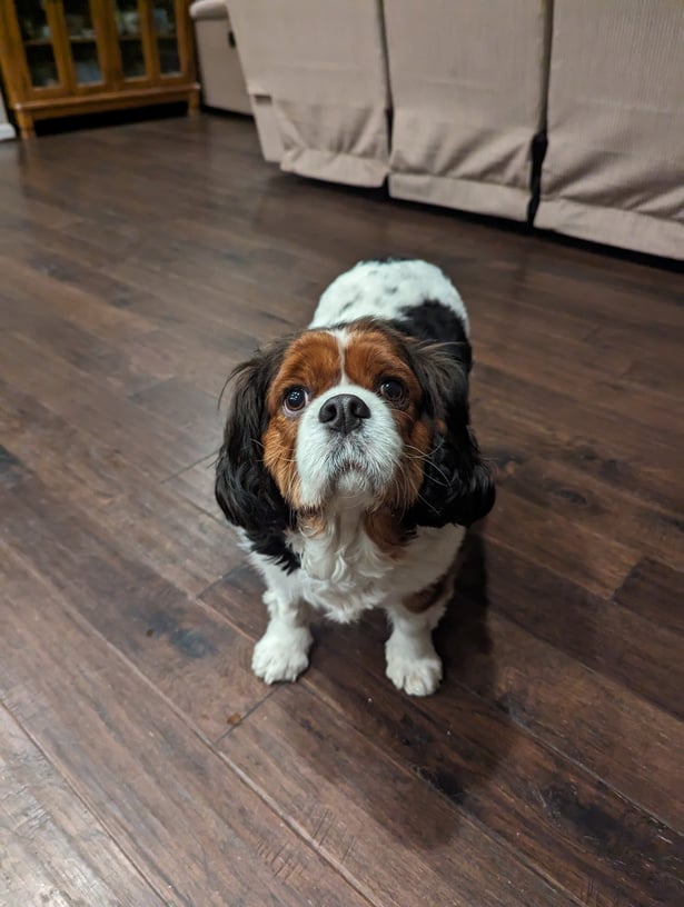 a small brown and white dog standing on a hardwood floor looking towards  the camera. 