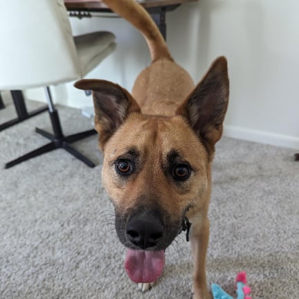 a brown dog with its tongue out standing on the carpet