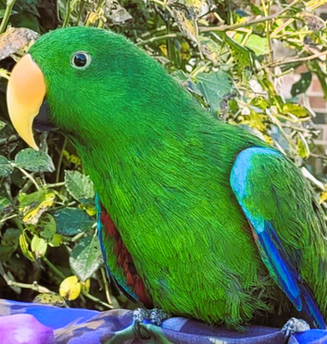 a green parrot sitting in front of a rose bush