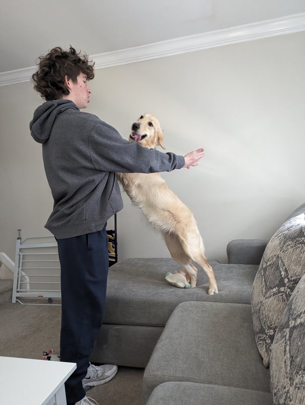 a person is playing with a dog on a couch