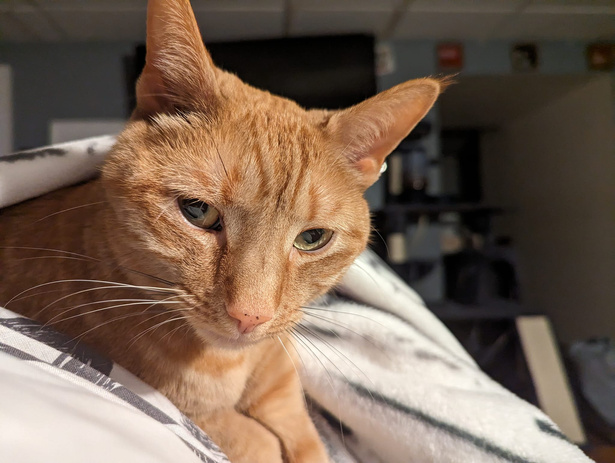 an orange cat laying on top of a blanket