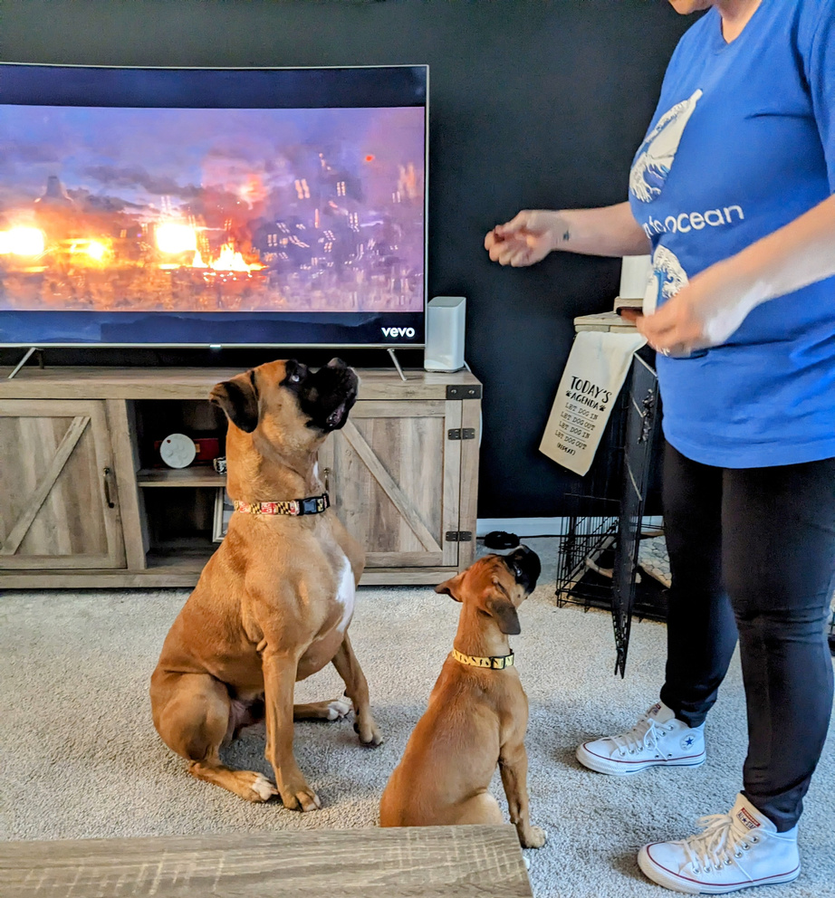 a pet sitter training an adult boxer and a puppy boxer 