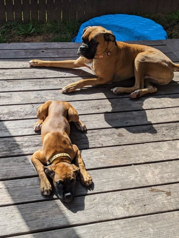 two dogs laying on a wooden deck