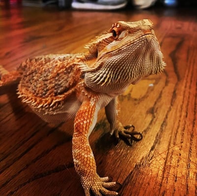 a bearded dragon lizard sitting on a wooden floor