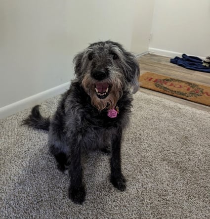 a dog sitting on a carpeted floor with its mouth open