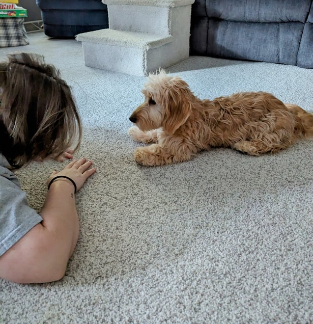 a person is petting a dog on the floor