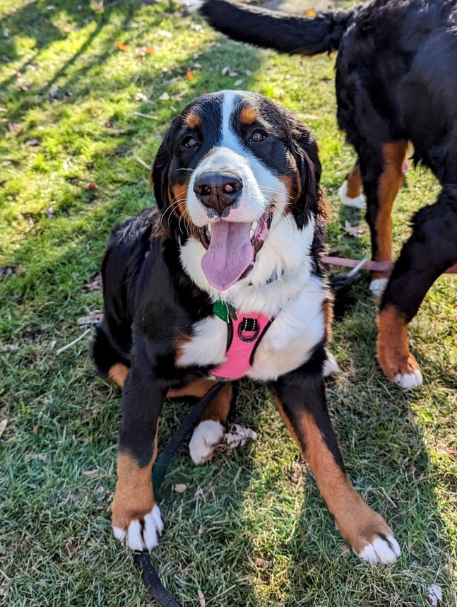 a bernese mountain dog sitting in the grass