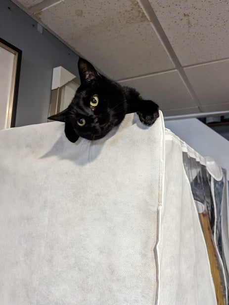 a cat laying on top of a cat tree