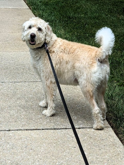 a white fluffy dog on a leash is standing on a sidewalk