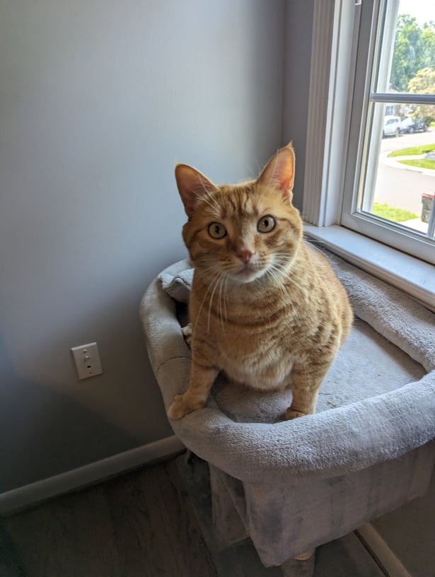 an orange cat sitting on top of a cat bed