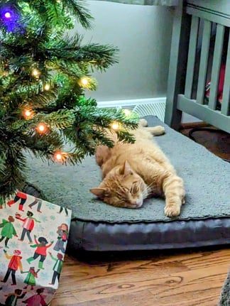 an orange cat laying on a mat under a christmas tree