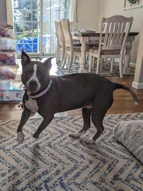 a gray dog playing on a rug in a living room